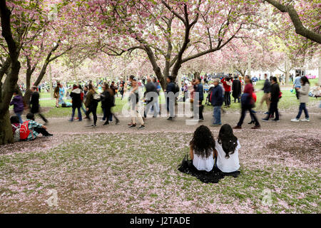 New York, USA. 30th Apr, 2017. People enjoy cherry blossoms in Brooklyn Botanic Garden in New York, the United States, on April 30, 2017. Cherry blossoms are in full bloom recently in New York. Credit: Wang Ying/Xinhua/Alamy Live News Stock Photo