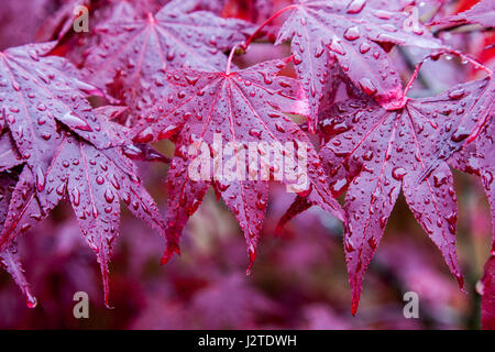 Northampton, UK. 1st May 2017. UK Weather. Rain drops on maple leaves after heavy overnight rain, which has now stopped leaving a wet grey start to May day, with more rain forecast for later in the day. Credit: Keith J Smith./Alamy Live News Stock Photo