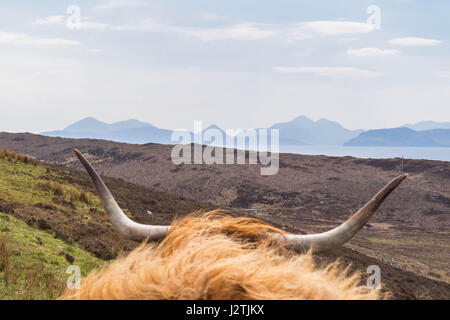 Applecross, Scottish Highlands. 1st May, 2017. UK weather - a highland cow looking towards the Cuillins on the Isle of Skye from Applecross village on the mainland on a beautifully hot May Day with clear blue skies Credit: Kay Roxby/Alamy Live News Stock Photo
