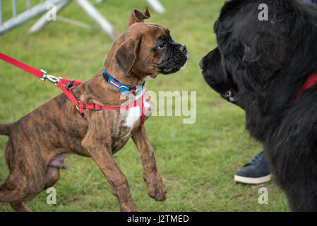 Brentwood, Essex, 1st May 2017.  Dogs  at the Robin Hood Country show, Brentwood, Esse Credit: Ian Davidson/Alamy Live News Stock Photo