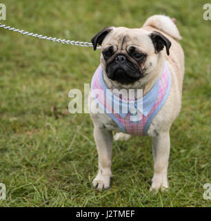 Brentwood, Essex, 1st May 2017 Dog  at the Robin Hood Country show, Brentwood, Essex Stock Photo