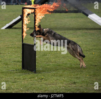 Brentwood, Essex, 1st May 2017 F2 Dog agility with the Conquest K9 Display Team at the Robin Hood Country show, Brentwood, Essex Stock Photo