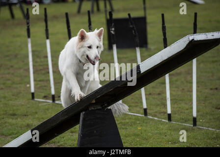 Brentwood, Essex, 1st May 2017.  Dog agility with the Conquest K9 Display Team  at the Robin Hood Country show, Brentwood, Esse Credit: Ian Davidson/Alamy Live News Stock Photo