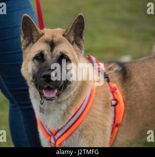 Brentwood, Essex, 1st May 2017.  dog at the Robin Hood Country show, Brentwood, Essex Credit: Ian Davidson/Alamy Live News Stock Photo