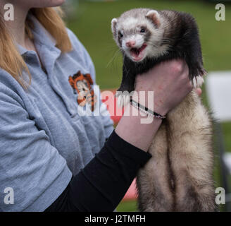 Brentwood, Essex, 1st May 2017.  ferretat the Robin Hood Country show, Brentwood, Essex Credit: Ian Davidson/Alamy Live News Stock Photo