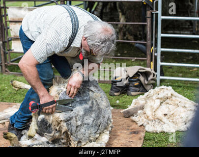 Brentwood, Essex, 1st May 2017.  Sheep sheering at the Robin Hood Country show, Brentwood, Essex Credit: Ian Davidson/Alamy Live News Stock Photo