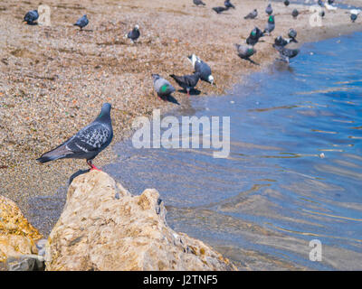 A beautiful pigeon sits on a rock by the sea Stock Photo