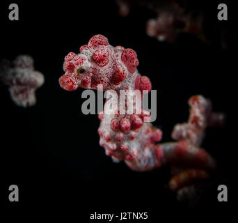 pygmy seahorse bali tulumben Stock Photo