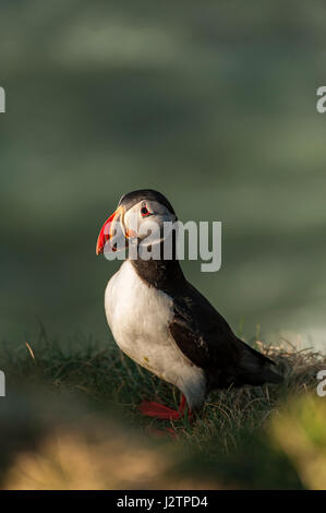 Atlantic Puffin (Fratercula arctica), one bird standing on grass looking at the camera, mating colours, Ingolfshofdi Nature Reserve, South Iceland. Stock Photo