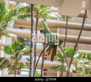 Great green macaw Stock Photo