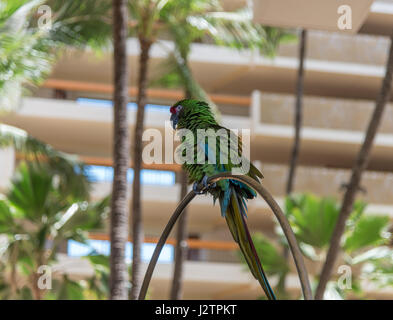 Great green macaw Stock Photo