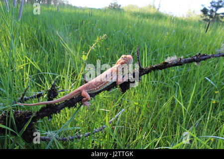 Gorge, an orange, white, and black silky silk-back bearded dragon resting in a swampy field. Stock Photo