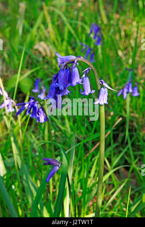 The flower head of a Bluebell, Hyacinthoides non-scripta, at Foxley Wood, Norfolk, England, United Kingdom. Stock Photo