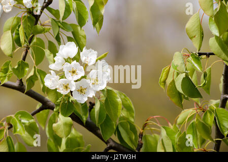 Wild cherry blossom under the warm spring sun, The branches with the white flowers are moved by the wind Stock Photo