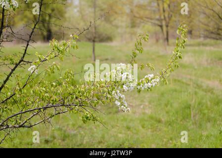 Wild cherry blossom under the warm spring sun, The branches with the white flowers are moved by the wind Stock Photo