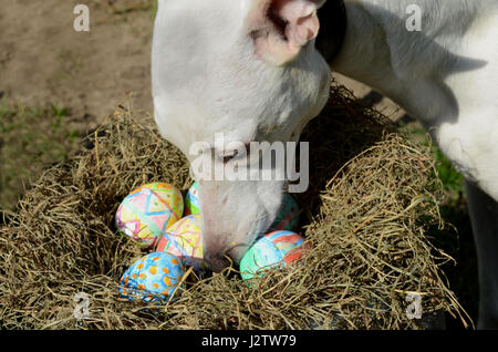 Painted easter eggs in a net, a white whippet dog is far too curious. Stock Photo