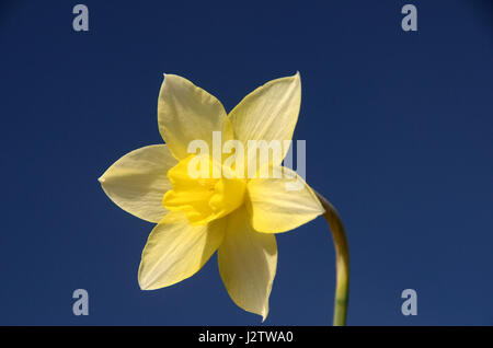 Daffodil on the background of a blue sky. Stock Photo