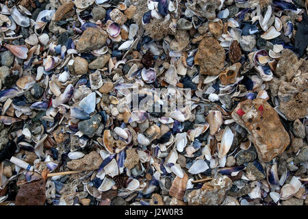 A pile of seashells on the shore Stock Photo