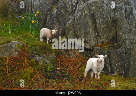 Two spring lambs in the Ogwen Valley Stock Photo