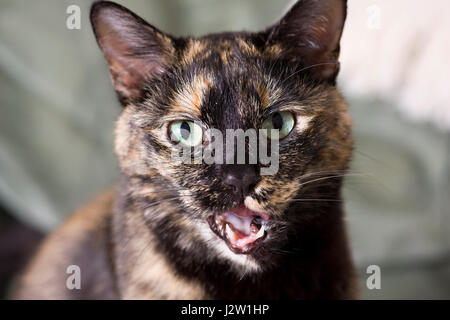 Portrait of a female Tortoiseshell or Brindle pet cat looking directly at the camera with her mouth open Stock Photo