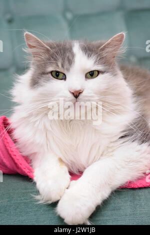 Longhaired female grey and white domestic pet cat (Felis catus) sitting relaxed on a sofa indoors Stock Photo