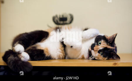 Female Tortoiseshell adult pet cat lying down on shelf indoors Stock Photo