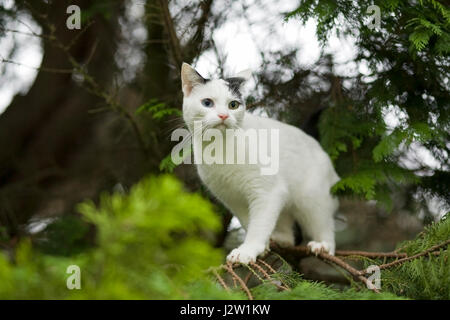 Young black and white domestic shorthair cat with odd coloured eyes in branches of fir tree Stock Photo