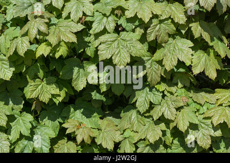 Mass of leaves of a Sycamore / Acer pseudoplatanus tree. Sycamore is a member of the Maple family.