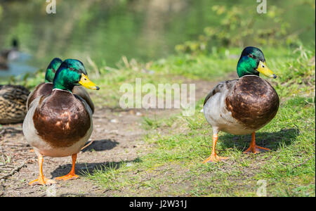 Mallard ducks. Pair of Drake Mallard ducks (Anas platyrhynchos) standing on grass in Spring in West Sussex, England, UK.