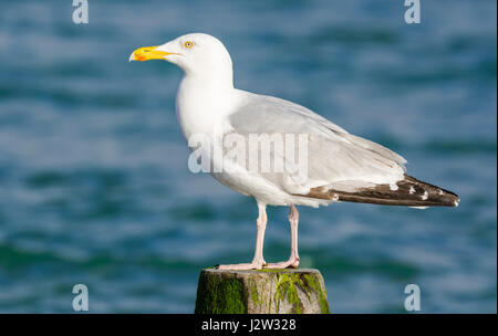 Adult Herring Gull (Larus Argentatus) perched on a post over the sea in Spring in West Sussex, UK. Stock Photo
