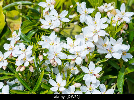 Small white flowers of the Mexican Orange Blossom (Choisya ternata) in late Spring/early Summer in the UK. Stock Photo