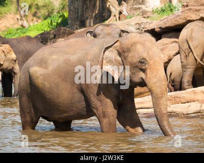 Elephant in river on Sri Lanka - Elephas maximus Stock Photo