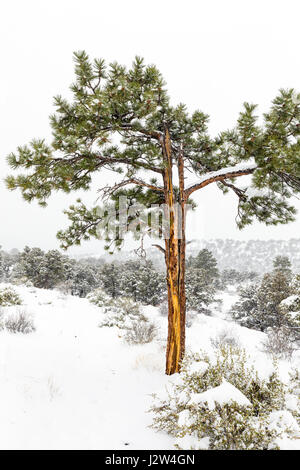 Pinus ponderosa, ponderosa pine, bull pine, blackjack pine, western yellow pine in April spring snow, Little Rainbow Trail, Central Colorado, USA Stock Photo