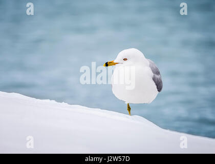 Ring-billed Gull standing on one leg in snow. Stock Photo