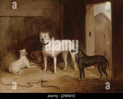19th bulldog and two bullterriers Stock Photo