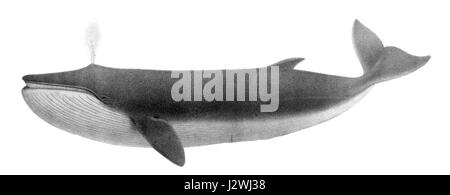 Fin whale (Balaenoptera physalus) is the largest baleen whale ...