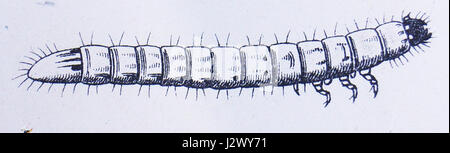 Agriotes lineatus larva Stock Photo