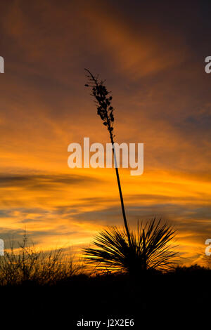 Yucca sunset, Tonto National Forest, Arizona Stock Photo