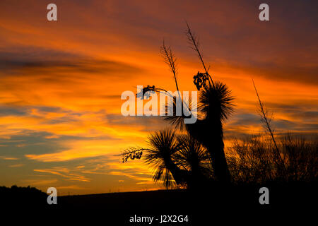 Yucca sunset, Tonto National Forest, Arizona Stock Photo