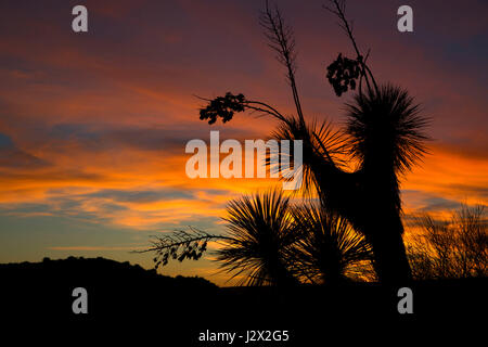 Yucca sunset, Tonto National Forest, Arizona Stock Photo