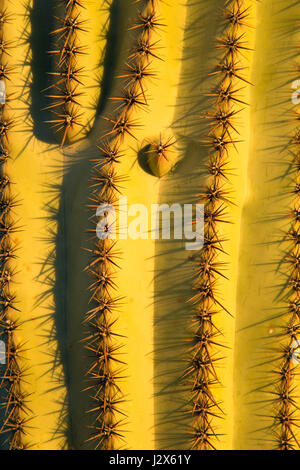 Saguaro along Cactus Forest Drive, Saguaro National Park-Rincon Mountain Unit, Arizona