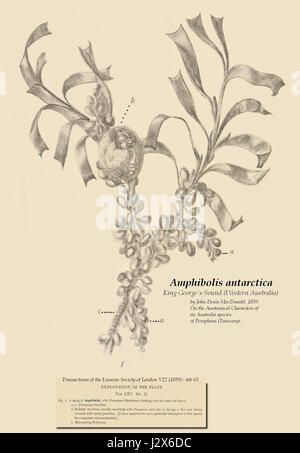 Amphibolis antarctica 1859 Stock Photo - Alamy