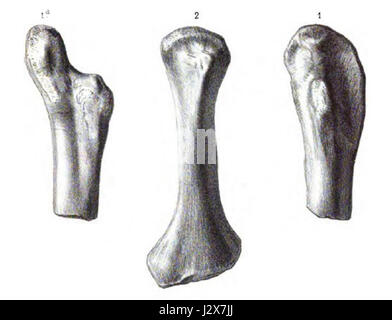 This image features prehistoric animals including the Megatherium ...