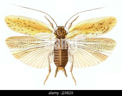 Blatta ferrea Stock Photo