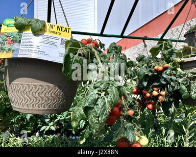 The Home Depot outdoor nursery with garden plant and flowers Stock Photo