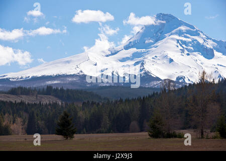 Hilly terrain covered with a variety of trees, on a background of a large white Mount Hood, covered with snow and surrounded by white clouds Stock Photo