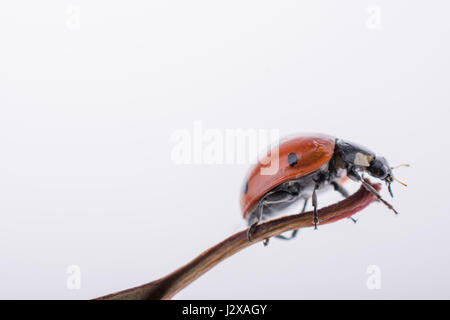 Beautiful photo of red ladybug walking on a dry leaf Stock Photo