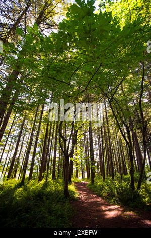 The trail that runs under deciduous trees, intertwining green foliage in the forest arch and throwing a shadow on the track. The sun shines and shines Stock Photo