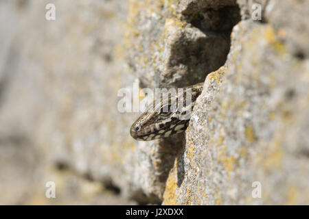 Wall lizard (Podarcis muralis), a non-native reptile species, peeping out of a hole in a wall, on the Boscombe Cliffs in Dorset, UK Stock Photo