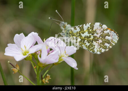 Male orange-tip butterfly (Anthocharis cardamines) nectaring on cuckooflower (also known as lady's smock, Cardamine pratensis) Stock Photo